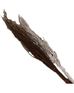 RB50122560